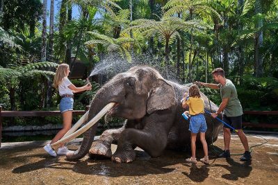 Mason Elephant Park: Family Fun and Learning in Bali