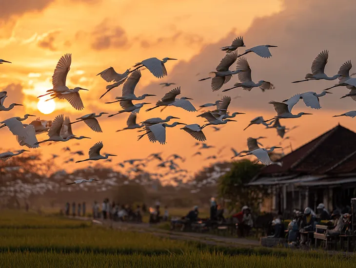 Petulu Heron Watch 2026 – Sunset bird arrivals, binoculars for safe observation, and local village spiritual guardians