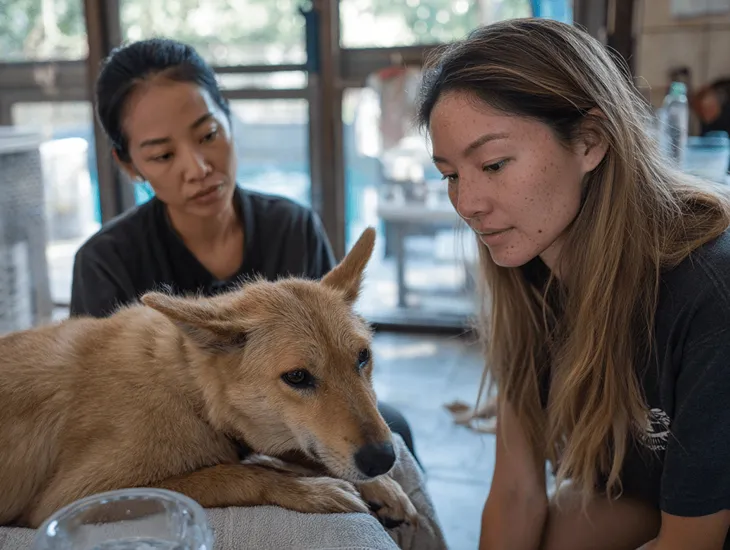 Bali Pet Safety 2026 – Midday heat prevention, pool drowning risks, and garden pesticide safety for villa dogs