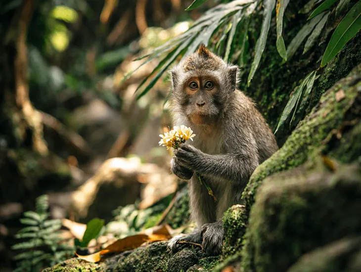 Macaque Behavior in Indonesia – Wildlife interactions, avoiding monkey bites, and reading cues