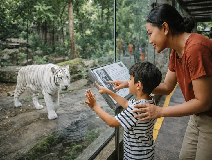 Animal Park in Indonesia 2026 – A professional babysitter helping a child view a white tiger safely.