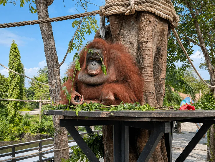 Breakfast with Orangutans at Bali Zoo 2026 – Caregiver gently guiding a toddler near the zoo sanctuary grounds
