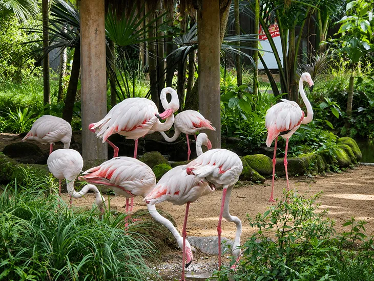 Bali Bird Park Show Schedule – active families, tight timing, humid walks, crowded paths, and parents juggling engaged children during a full‑day sanctuary visit