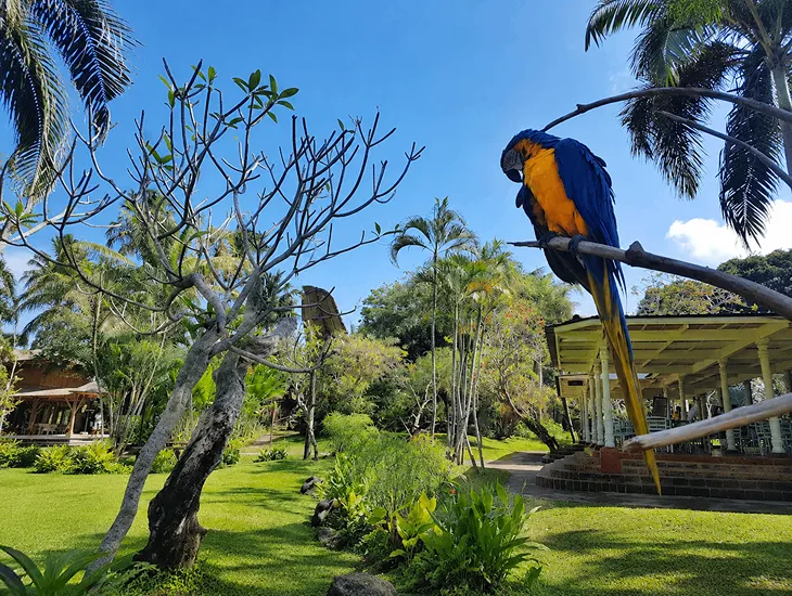 Bali Bird Park Show Schedule 2026 – Childcare provider checking flight show times at entrance