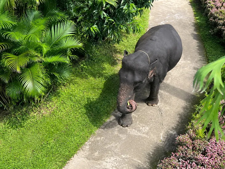 Mason Elephant Park 2026 – Babysitter in Indonesia guiding a child on a raised observation walkway